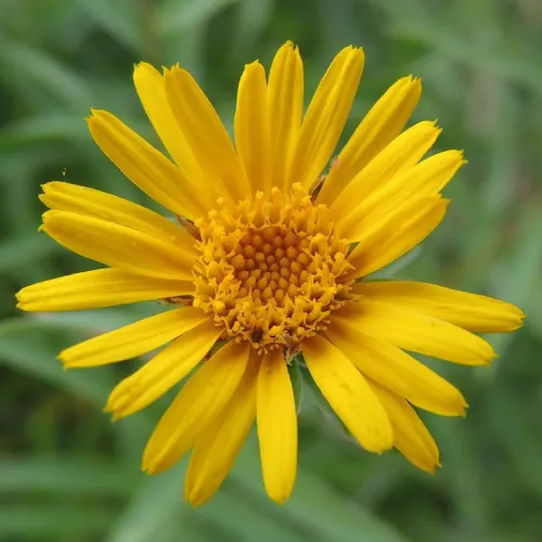 Extrakt z Arnika horská (Arnica Montana)