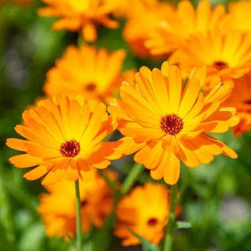 Extrakt z Měsíčku lékařského (Calendula Officinalis)