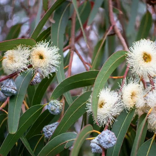 Olej z Eukalyptu kulatoplodého (Eucalyptus Globulus)