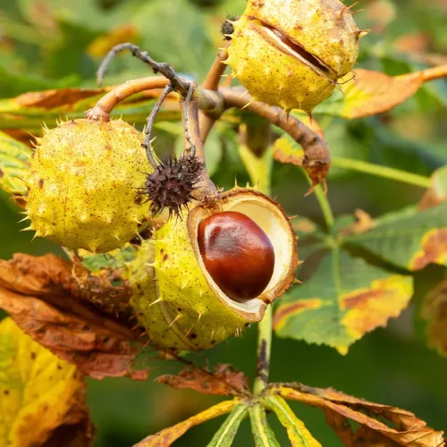 Extrakt z Jírovce maďalu (Horse Chestnut)
