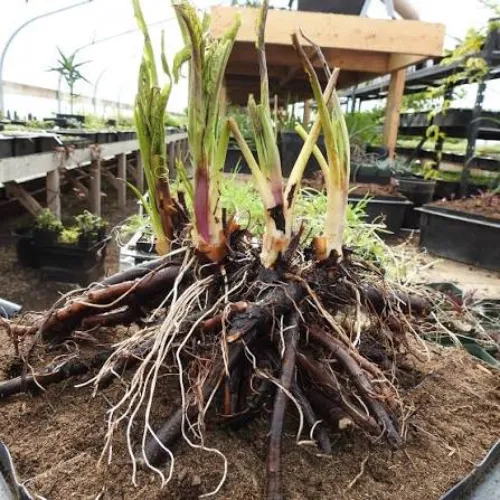 Extrakt z Kořene Kostivalu lékařského (Comfrey Root)